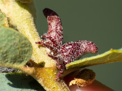 Disholcaspis pedunculoides