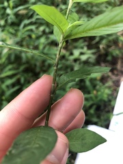Persicaria cespitosa