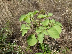 Physalis neomexicana
