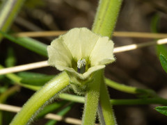 Physalis neomexicana
