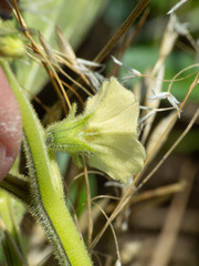 Physalis neomexicana