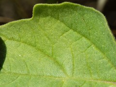 Physalis neomexicana