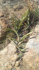 Eulophia tuberculata