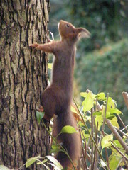 Sciurus vulgaris