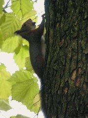 Sciurus vulgaris