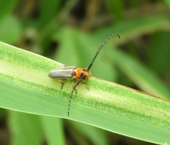 Essostrutha binotata