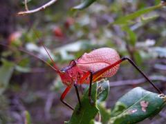 Paracyrtophyllus robustus
