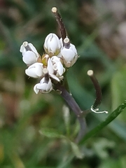 Cardamine parviflora