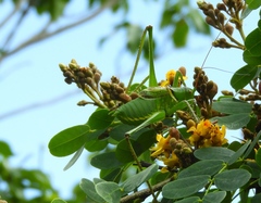 Neobarrettia sinaloae