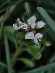Cardamine parviflora