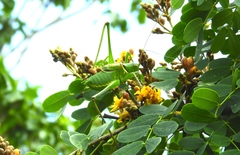 Neobarrettia sinaloae