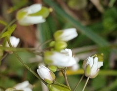 Cardamine parviflora