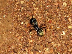 Camponotus cinctellus