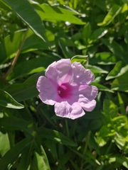 Ipomoea mauritiana