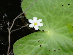 Nymphoides aquatica