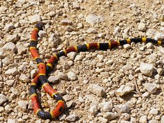 Micrurus tener tener