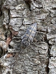 Buprestis consularis