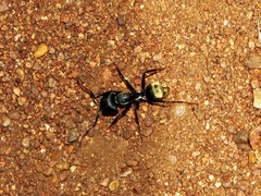 Camponotus cinctellus