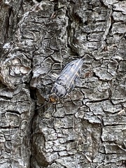 Buprestis consularis