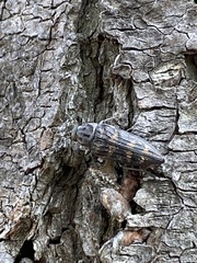 Buprestis consularis