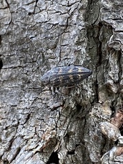 Buprestis consularis