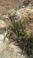 Eulophia tuberculata