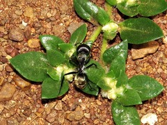 Camponotus cinctellus