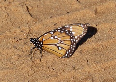 Danaus gilippus gilippus