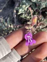 Penstemon purpusii