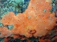 Hemimycale mediterranea