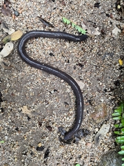 Dermophis oaxacae