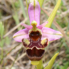 Ophrys scolopax