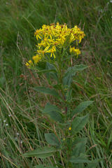 Senecio nemorensis