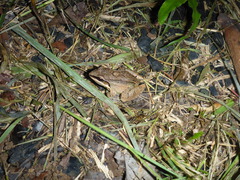 Leptodactylus mystaceus