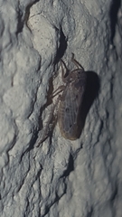 Cicadellidae