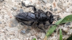 Andrenosomatini