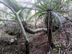 Encephalartos altensteinii