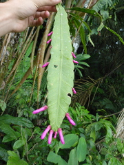 Pseudorhipsalis amazonica, photograph (c) Michael Bakker Paiva, some rights reserved (CC BY)