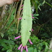 Pseudorhipsalis amazonica - Photo (c) Michael Bakker Paiva, some rights reserved (CC BY), uploaded by Michael Bakker Paiva