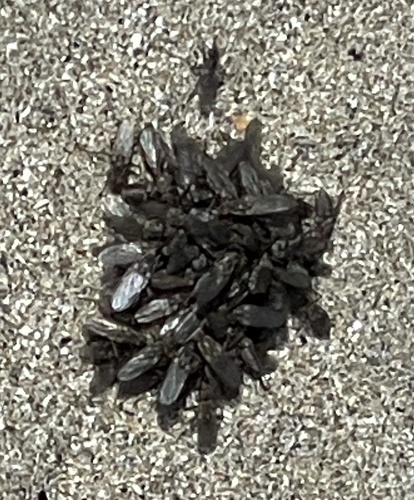 photo of Kelp Flies (Coelopidae)