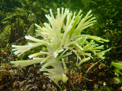 Halichondria bowerbanki