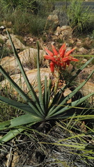 Aloe verecunda