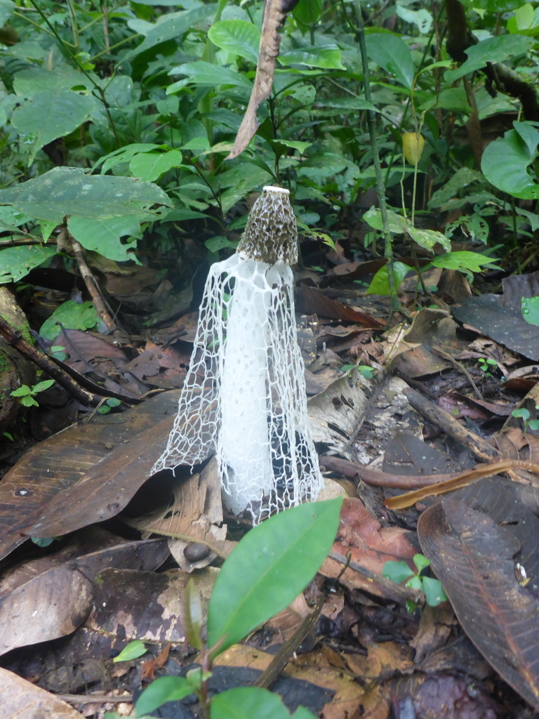 Phallus indusiatus · March 2018 · photo: © michaelbakkerpaiva (iNaturalist, cc-by)
