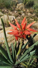 Aloe verecunda