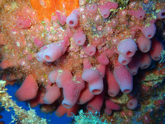 Haliclona mediterranea