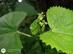 Spananthe paniculata