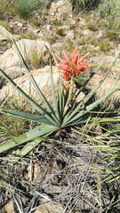Aloe verecunda