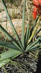 Aloe verecunda