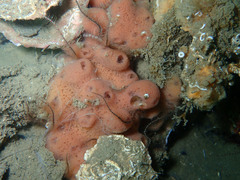 Haliclona xena