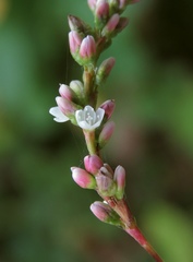 Persicaria mitis